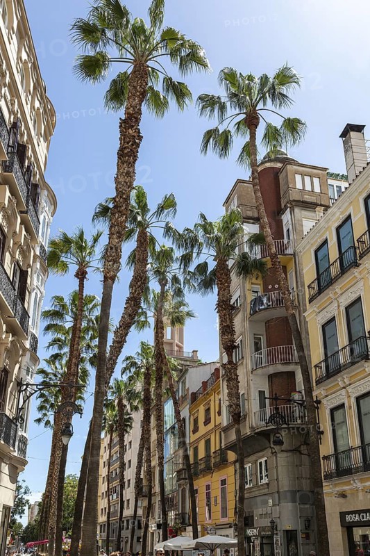 Street scene with many palm trees and colourful old buildings in Malaga, Spain