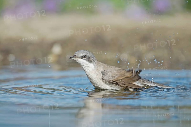 Lesser Whitethroat (Sylvia curruca) at waterhole, Aosta Valley, Italy