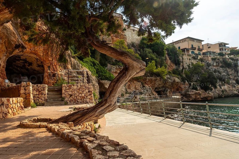 Weathered juniper tree enhancing the seaside promenade in puerto cristo, mallorca, with a historic building atop the cliffs
