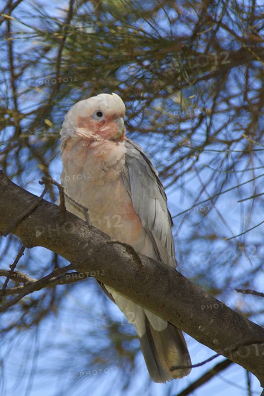 Hybrid: Galah x Little Corella (Eolophus roseicapilla x Cacatua sanguinea), Western Australia, Australia
