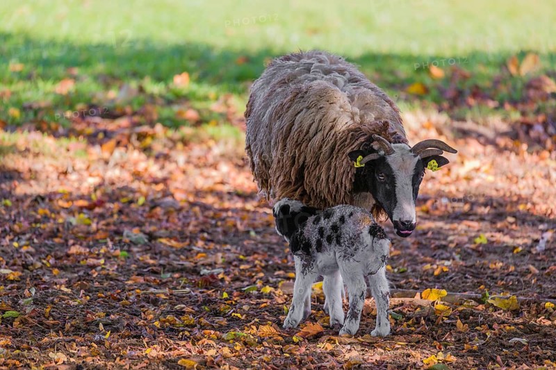A female Jacob sheep (Ovis ammon F. aries) with a lamb stands in a meadow