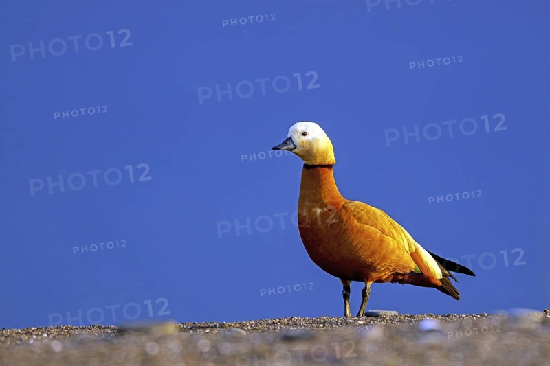 Ruddy shelduck, (Tadorna ferruginea), goose family, goose birds, animals, Lesbos, Lesbos Island, Greece