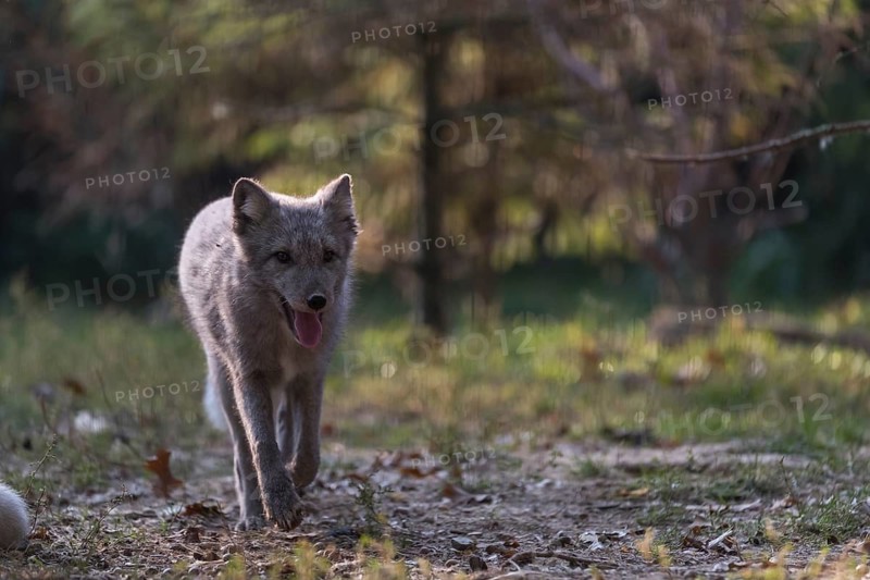 One young arctic fox (Vulpes lagopus), (white fox, polar fox, or snow fox) running towards the camera in backlit condition on a sunny day. Some other foxes in the background