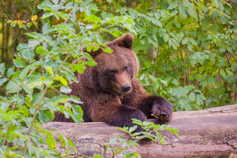 A young male Eurasian brown bear (Ursus arctos arctos) rests on a rotting log lying on the ground