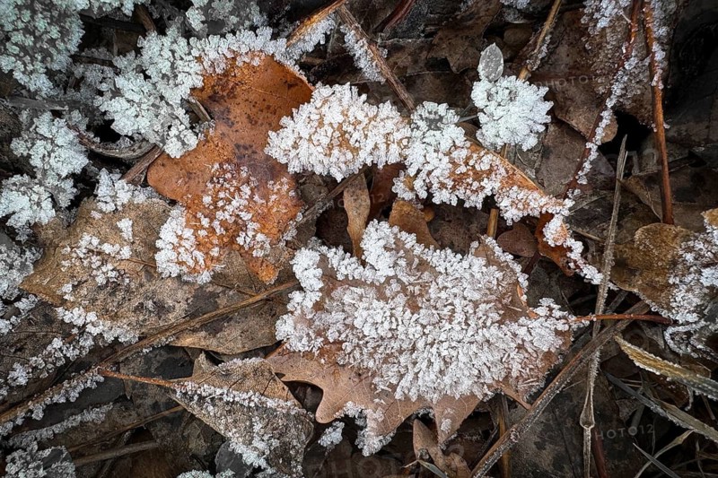Close-up, leaves with hoarfrost, Weinviertel near Hadres, Lower Austria, Austria