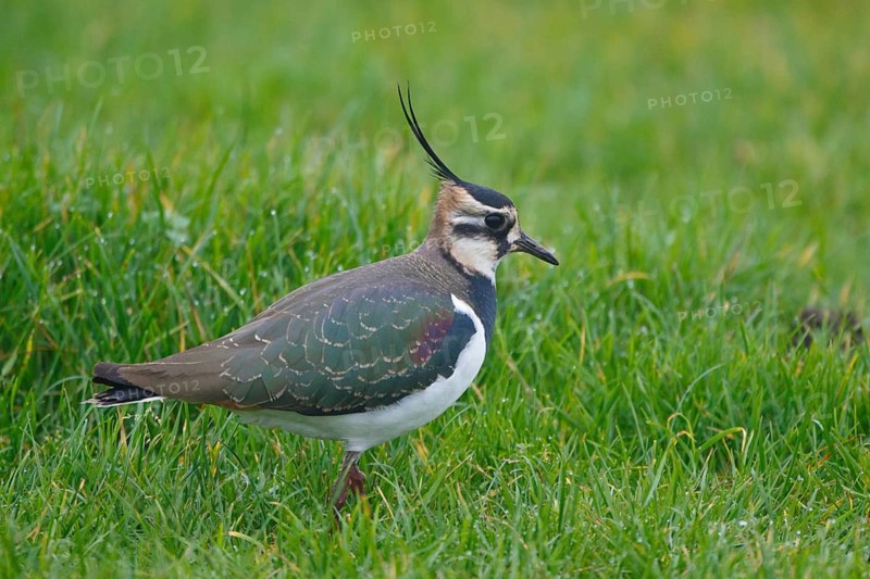 Northern Lapwing (Vanellus vanellus), Netherlands