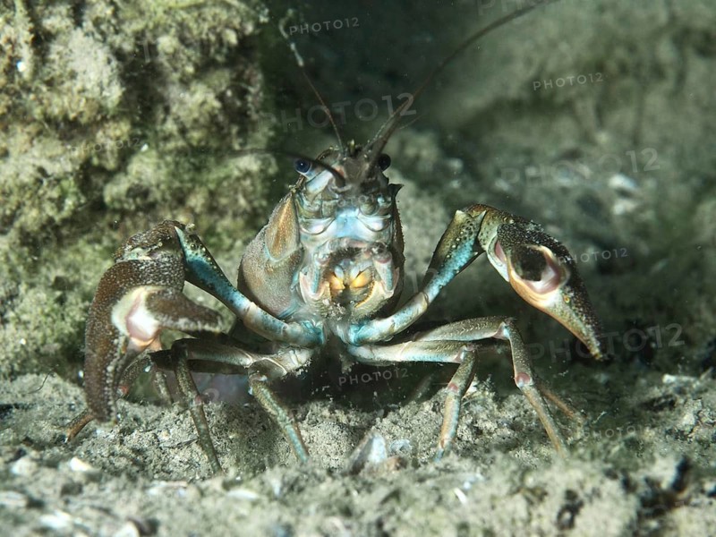 Close-up of a crayfish with distinctive claws, the signal crayfish (Pacifastacus leniusculus), an American crayfish and an invasive species, in a sandy environment, at the Terlinden dive site, Küsnacht, Lake Zurich, Canton of Zurich, Switzerland