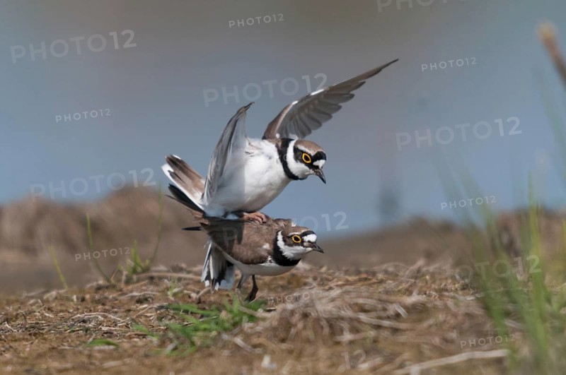 Charadrius dubius, common plover, little ringed plover, birds, charadriiformes, couple, kopula, limikolen, mating, couple, mating, plower, plover, birds, waders, waders