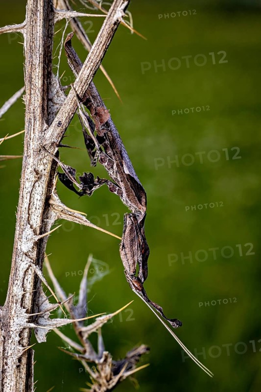 An insect is camouflaged on a spiny twig in a green, blurred setting: a ghost mantis in a meadow near Windhoek in Namibia (Phyllocrania paradoxa)