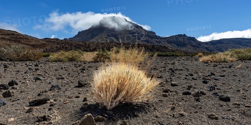 Faded Teide gorse and the summit of Montaña Guajara, also: Alto de Guajara, 2715m, crater walls, Caldera de las Cañadas, a huge volcanic cauldron, Teide National Park, Parque Nacional del Teide, Tenerife, Canary Islands, Spain