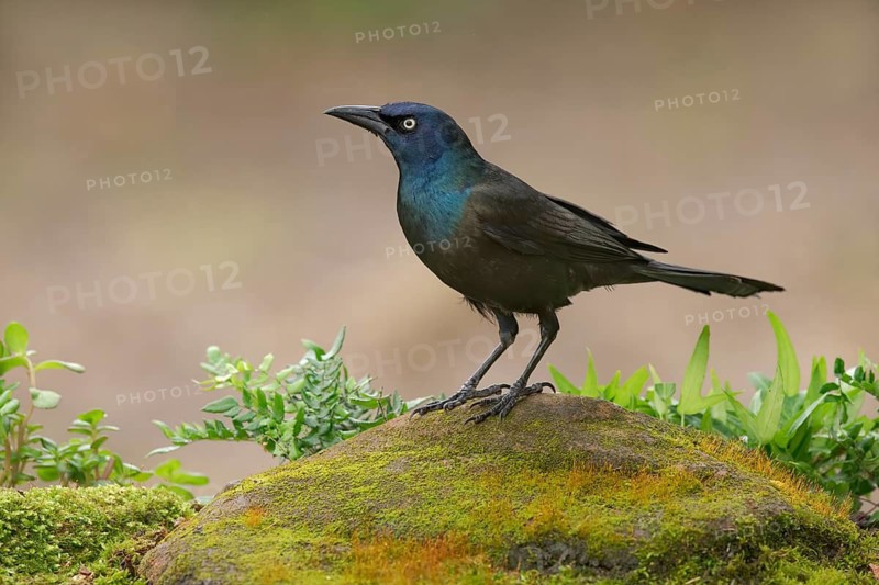 Great-tailed Grackle (Quiscalus mexicanus) male perched on the ground, Texas, USA