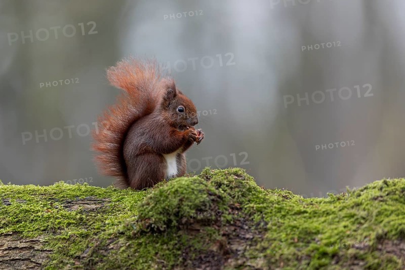 Squirrel (Sciurus vulgaris) - Eurasian squirrel - Eurasian red squirrel, sweet, cute, January, Germany