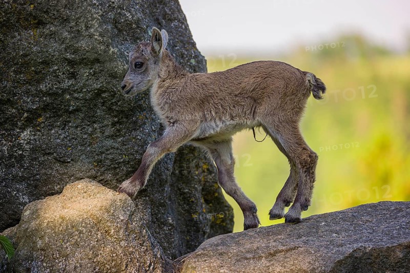 One baby ibex (Capra ibex) stands on a rock