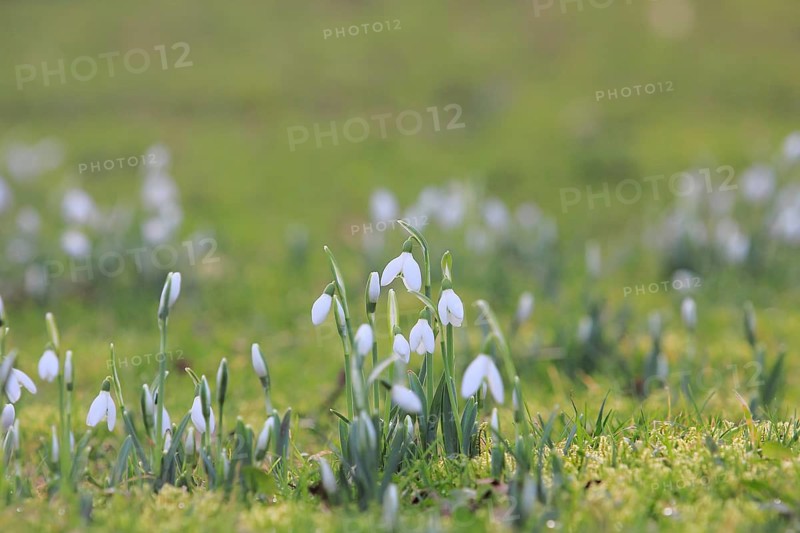 Snowdrop (Galanthus nivalis), North Rhine-Westphalia, Germany