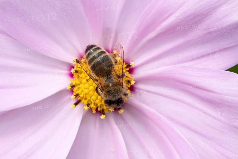 Honey bee (Apis mellifera) adult insect feeding on a Cosmos flower in an urban garden in summer, England, United Kingdom