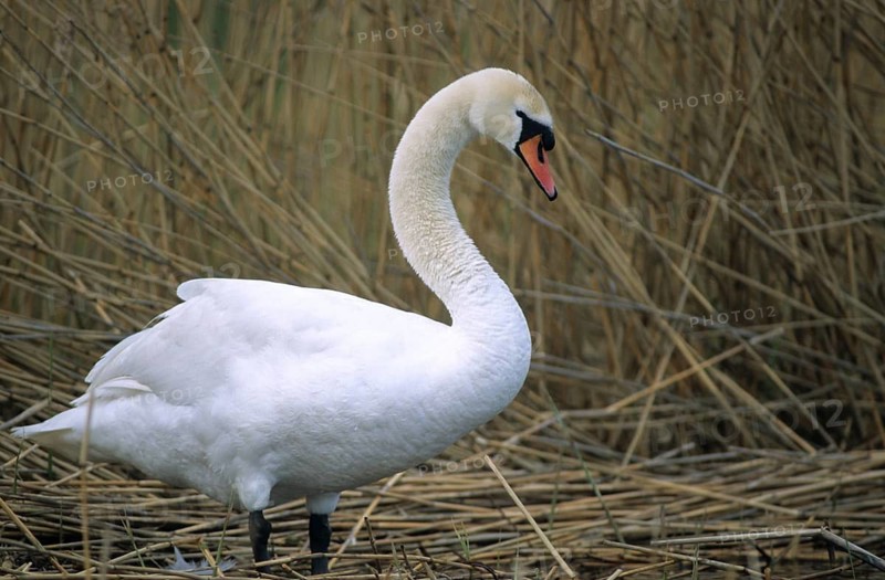 Cygnus olor, mute swan, anatidae, birds, duckbirds, mute swan, swans, swans, swans, birds, waterbirds, waterbirds