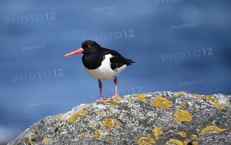Oystercatcher, (Haematopus ostralegus) on a rock on the coast of Norway