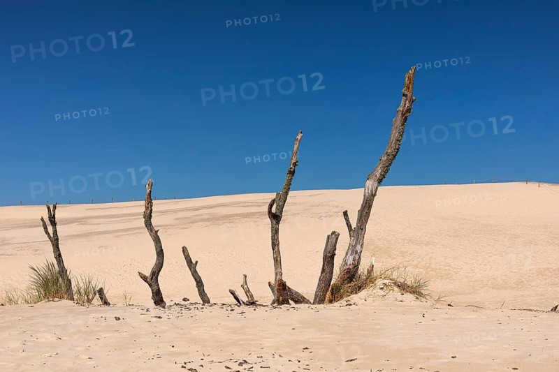 Dead trees protrude from a sand dune on a sunny day with a blue sky. Lacka Dune in the Slowinski National Park, northern Poland on the Baltic Sea coast. 42 metres high and moving at a rate of 3 to 10 metres per year