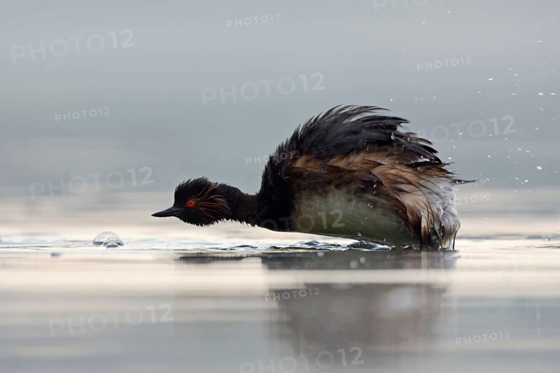 Black-necked Grebe (Podiceps nigricollis) shaking feathers, North Rhine-Westphalia, Germany