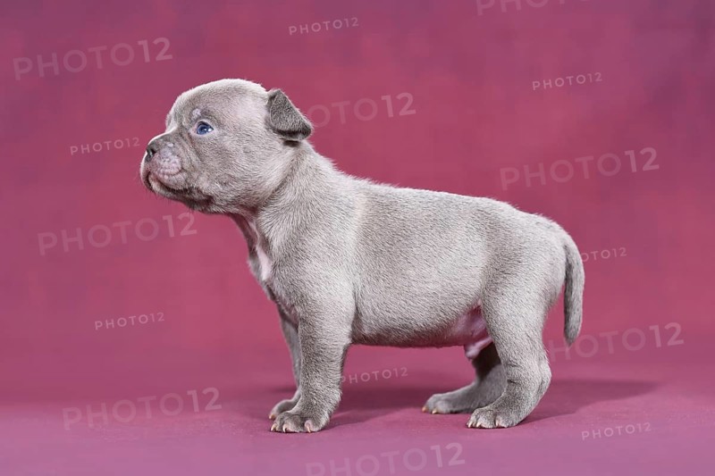Cute 4 weeks young purebred French Bulldog puppy with long nose and tail standing in front of purple studio background