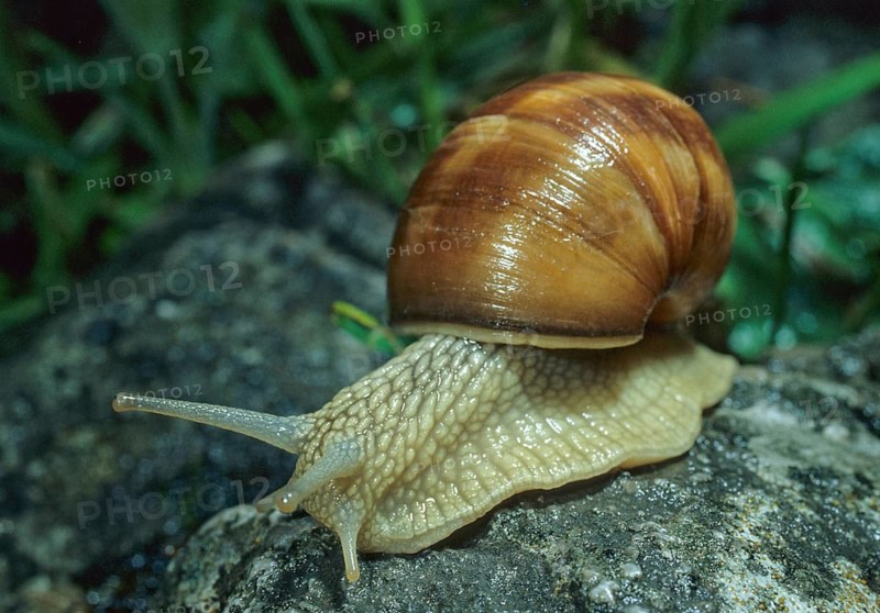 Burgundy snail, helix pomatia, roman snail, gastropod, mollusca, molluscs, snails, snails, molluscs