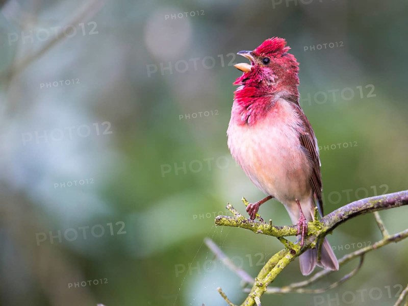 Common Rosefinch (Carpodacus erythrinus) male singing, Mecklenburg-Western Pomerania, Germany