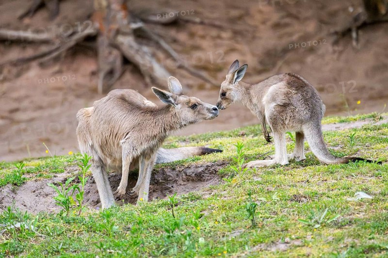 Eastern Gray Kangaroo (Macropus giganteus) mother with her youngster cuddeling on a meadow, captive, Germany
