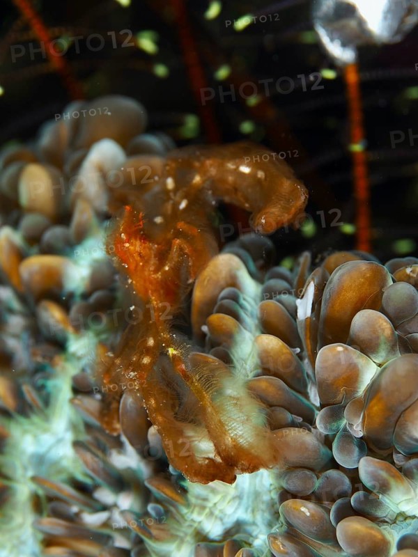 Orang-utan crab (Achaeus japonicus) surrounded by coral underwater, Gondol East dive site, Penyapangan, Bali, Indonesia