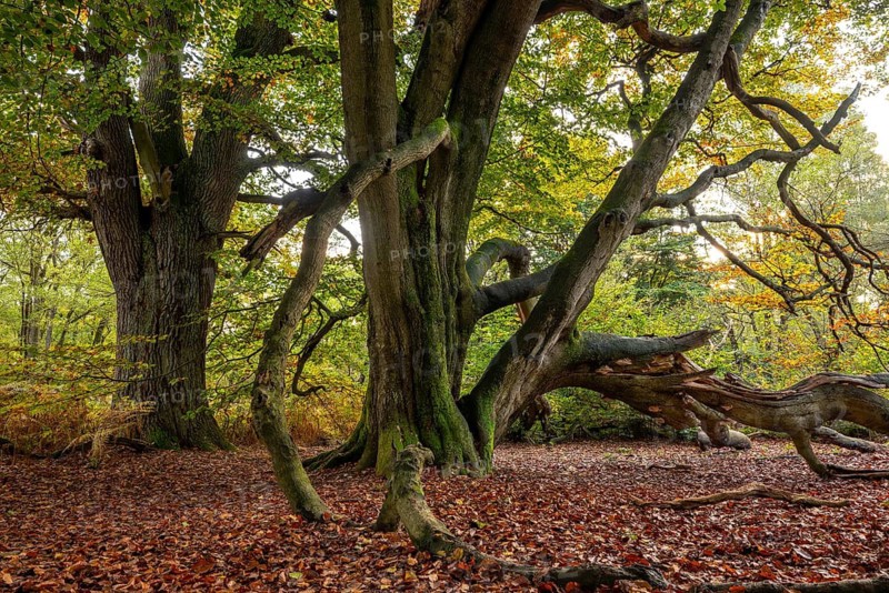 Group of old copper beeches (Fagus sylvatica) in an autumn scene in the Sababurg primeval forest, Reinhardswald nature park Park, Hesse, Germany