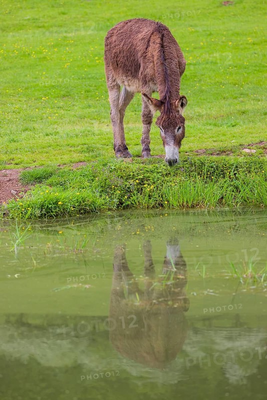 A mixed breed donkey stands grazing in a green meadow at a small pond