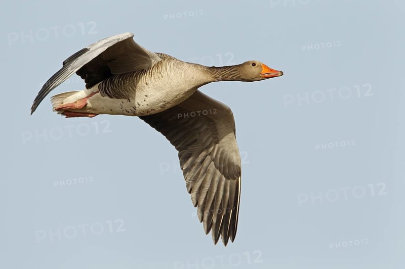 Greylag Goose (Anser anser) flying, Germany