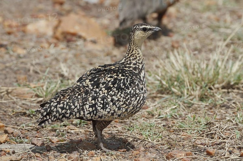 Yellow-throated Sandgrouse (Pterocles gutturalis) female, Nairobi National Park, Kenya