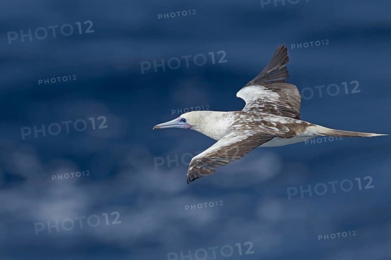 Red-footed Booby (Sula sula) flying, Northern Atlantic Ocean