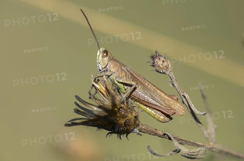 Acrididae, Brandenburg, Caelifera, Chorthippus dorsatus, Germany, field locusts, gomphocerinae, short-feeler, Nabu project, national natural heritage, natural paradise Grünhaus, steppe grasshopper, meadow grasshopper, post-mining landscape, grasshoppers, grasshoppers, greenhouse, grasshoppers, insects, male, male