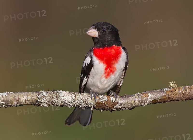 Rose-breasted Grosbeak (Pheucticus ludovicianus) male, Michigan, USA