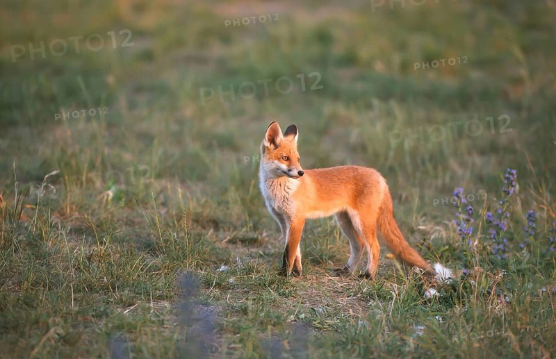 Red fox (Vulpes vulpes) Young fox looking around, Schorfheide-Chorin Biosphere Reserve, Brandenburg, Germany