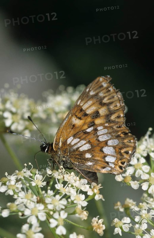 Brown cube butterfly, duke of burgundy fritillary, hamearis lucina, pearl bandage, cowslip cube, butterfly, high size, portrait format, insects, butterfly, butterfly, butterfly