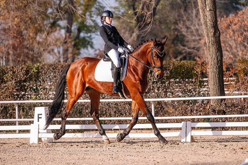A rider in formal dressage attire gracefully guides a horse in an outdoor arena surrounded by trees The scene captures the elegance and precision of classical dressage