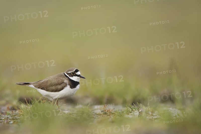 Little Ringed Plover (Charadrius dubius)