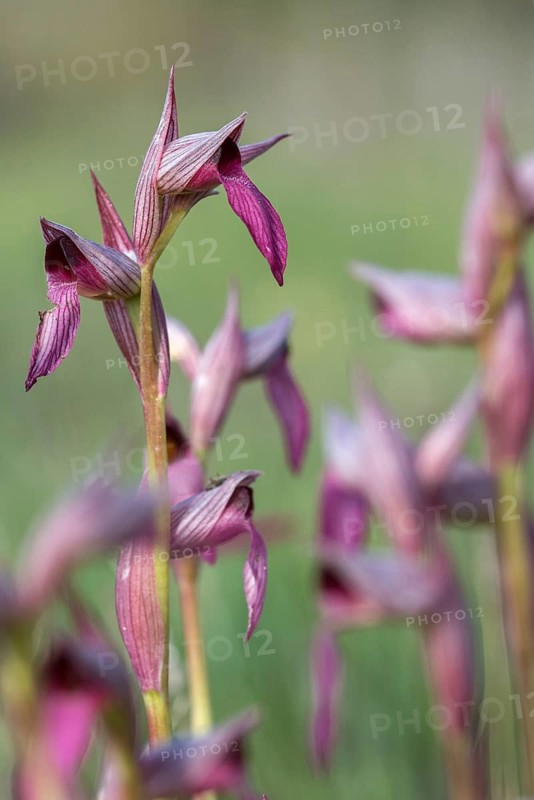 Common tongue stem, single-calloused tongue stem, granelli, Italy, orchidaceae, orchids, orchid plants, Pantani Cuba and longarini, Serapias lingua, tongue orchid, migratory bird sanctuary, Pantani Cuba & Longarini migratory bird sanctuary, flora, high size, portrait format, Italy, plants, Sicily, foundation for biodiversity