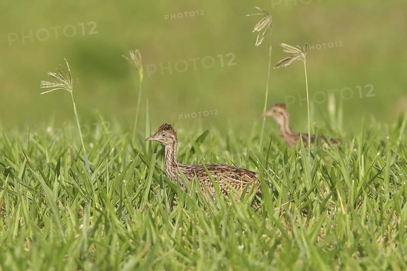 White-bellied Nothura (Nothura boraquira) perched on the ground in Bolivia, South America
