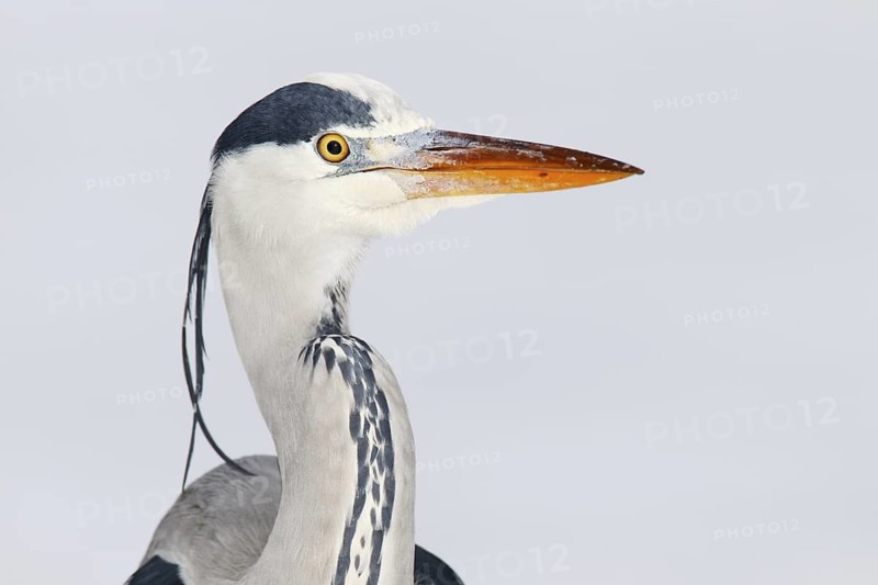 Grey Heron (Ardea cinerea), Berlin, Germany