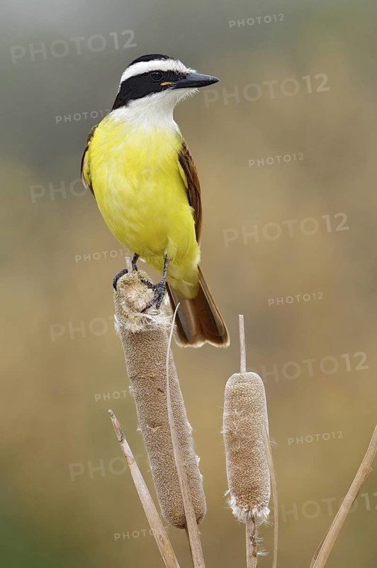 Great Kiskadee (Pitangus sulphuratus), Texas, USA