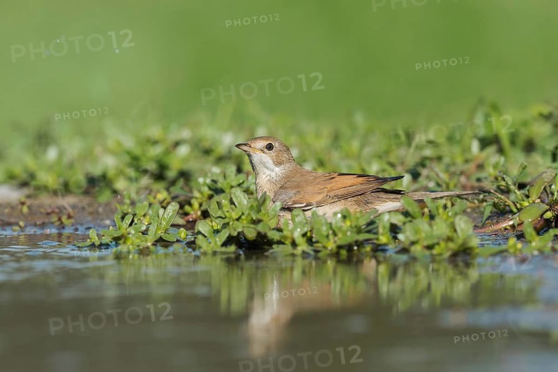Common Whitethroat (Sylvia communis) at waterhole, Aosta Valley, Italy