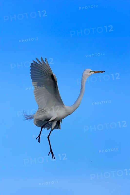 Great Egret (Ardea alba), adult, flying, St. Augustine, Florida, USA, North America