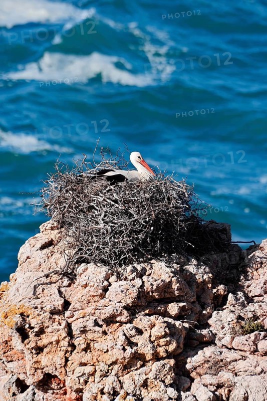 White stork (Ciconia ciconia) sitting brooding on a nest on the rocky coast, Parque Natural do Sudoeste Alentejano e Costa Vicentina, Alentejo, Portugal