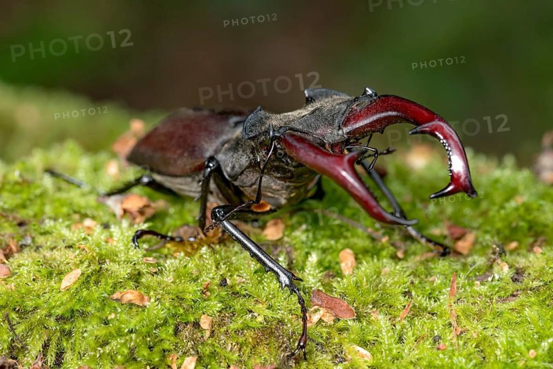 Stag beetle (Lucanus cervus), horned beetle, fire beetle, male with large mandibles, upper jaw, antlers, in the forest on moss on a tree stump, endangered species, species protection, nature conservation, rare, Raumertswald, Vogelsberg Volcanic Region nature park Park, Nidda, Wetterau, Hesse, Germany