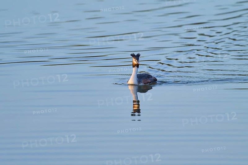 A great crested grebe moves calmly on the still water with a clear reflection, Great crested grebe (Podiceps Scalloped ribbonfish), spring, bird island, Altmühlsee, Muhr am See, Gunzenhausen, Franconian Lake District, Bavaria, Germany
