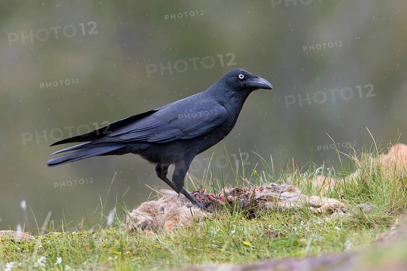 Forest Raven (Corvus tasmanicus) on ground, Victoria, Australia