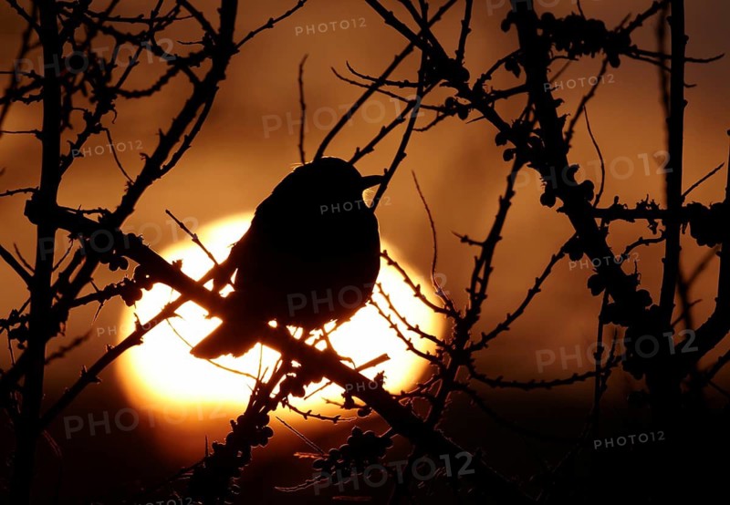 Common Blackbird (Turdus merula), Mecklenburg-Western Pomerania, Germany